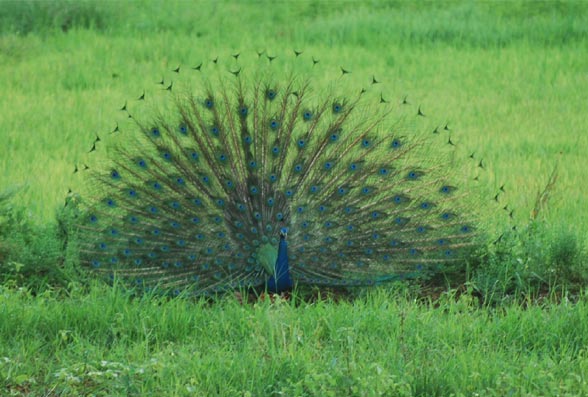 Sukrutham Farmstay