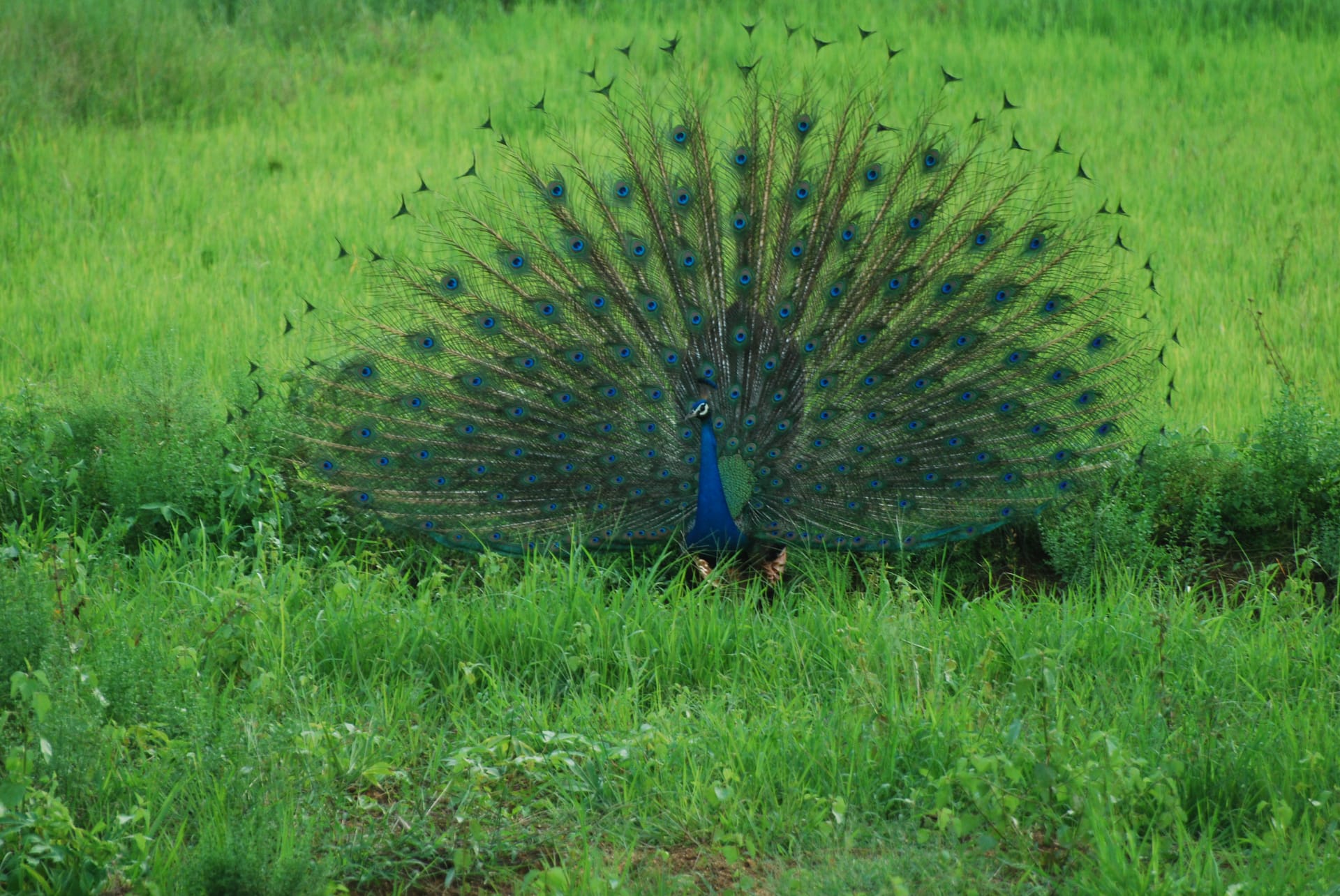 Serenity Now Find Your Inner Peace In The Breathtaking Views Of The Farmstay